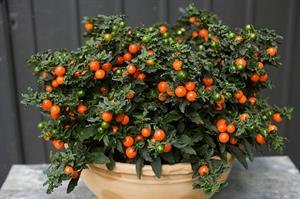 Solanum-pseudocapsicum120160726.jpg